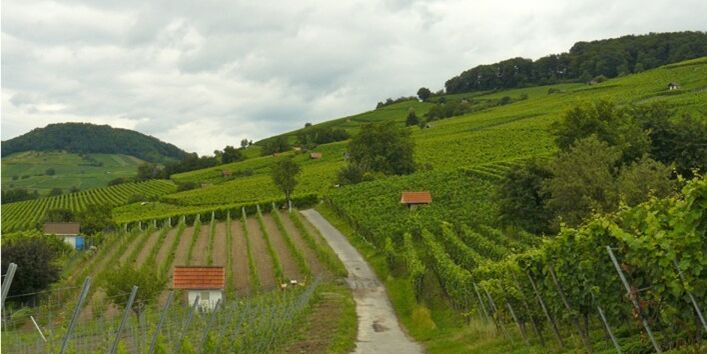 Foto von Weinanbau in Heppenheim