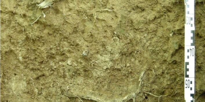 Foto des Fahlerde-Aufschlusses