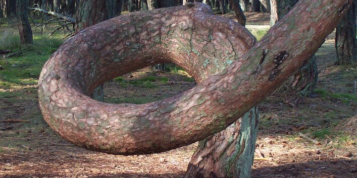 Фотография соснового леса с деревьями необычных форм