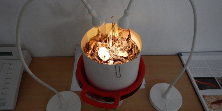 Die Berlese-Apparatur: ein einfaches Hilfsmittel zum Auffinden von Tieren in der Laub- und Streuschicht der Bodenoberfläche