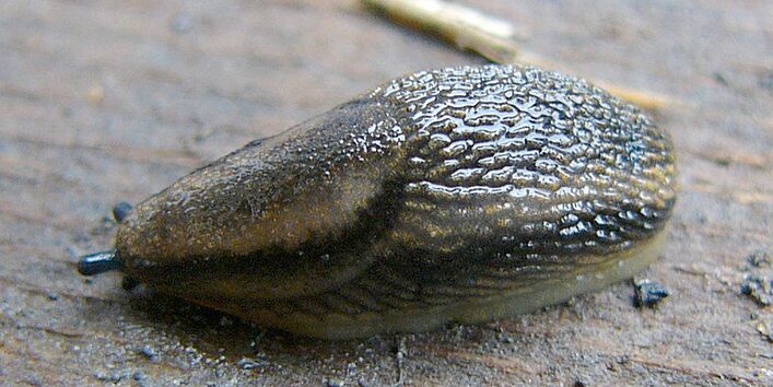 Eine grau-weiss gestreifte Gartenwegschnecke (Arion distinctus/A. hortensis)