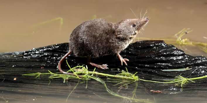 Foto: Wasserspitzmaus auf einem im Wasser treibenden Holzstück sitzend. 