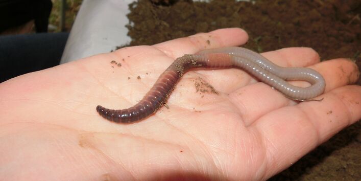 Regenwurm auf einer Hand
