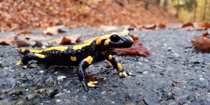 Bild des Feuersalamanders