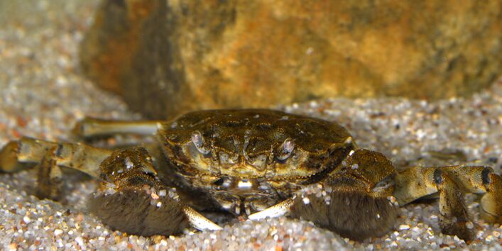 Foto der Chinesichen Wollhandkrabbe