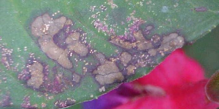 Ausschnitt eines mit Rost befallenes Fuchsienblatts und roter Blüte.