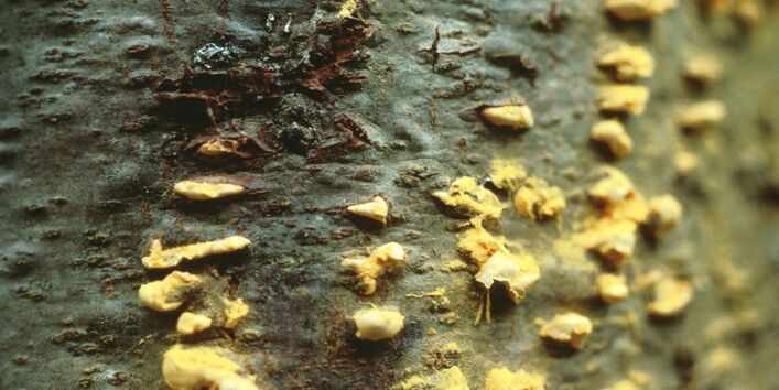 Blasenförmige Sporenlager am Stamm einer Weymouths-Kiefer.