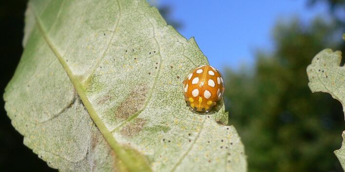 Marienkäfer auf einem von Mehltau befallenen Blatt der Gemeinen Esche.