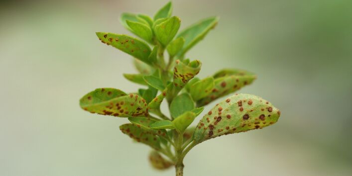 Mit Pfefferminrost befallener Majoranstängel.