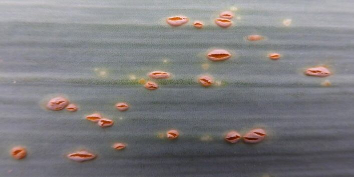 Ein mit Porreerost befallenes Blatt.