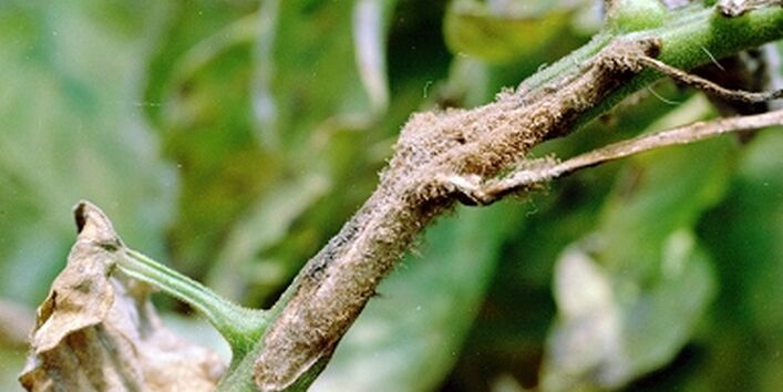 Tomatenpflanze mit Dürrfleckenkrankheit (Alternaria solani)