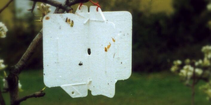 Weißtafel für die Überwachung des Flugs der Apfelsägewespe