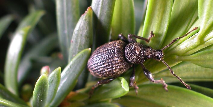 Erwachsener Gefurchter Dickmaulrüssler