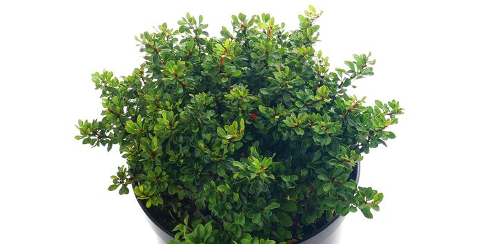 Berberitze (Berberis buxifolia) 'Kobold'