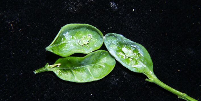 Löffelförmige Buchsblätter