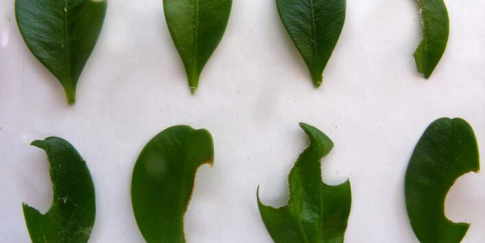 Spuren des Buchsbaumzünslers: sichelförmig angefressene Blattränder.