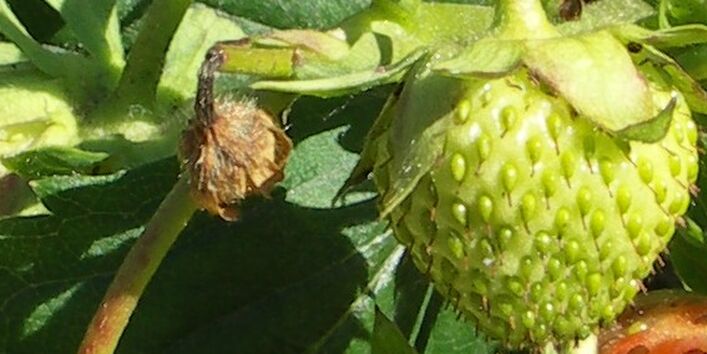 Umgeknickter Blütenstiel an einer Erdbeere