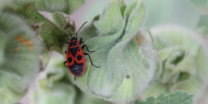 Feuerwanze auf Knospe