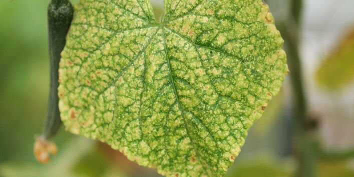 Blatt mit feinem Gespinst und Spinnmilben