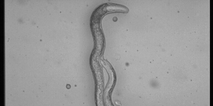 Parasitäre Nematoden der Art Phasmarhabditis hermaphrodita
