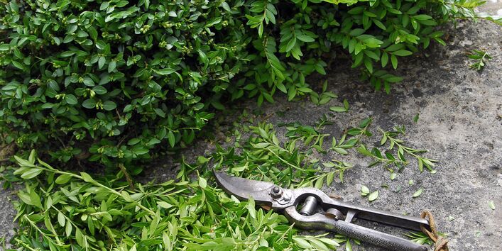 Glänzende Heckenkirsche (Lonicera nitida)