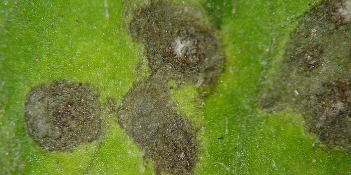 Symptome der Blattfleckenkrankheit an Tomatenblatt