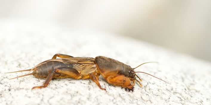 Erwachsene Maulwurfsgrille 