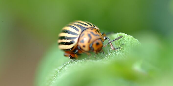 Nahaufnahme eines Kartoffelkäfers auf einem Blatt