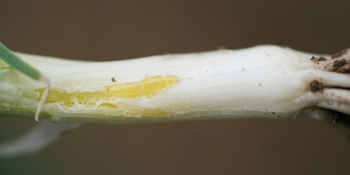 Fraßschaden an Lauchstange mit einem Miniergang