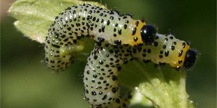 Die Larve der Gelben Stachelbeerblattwespe ist grün mit schwarzen Punkten und schwarzem Kopf.