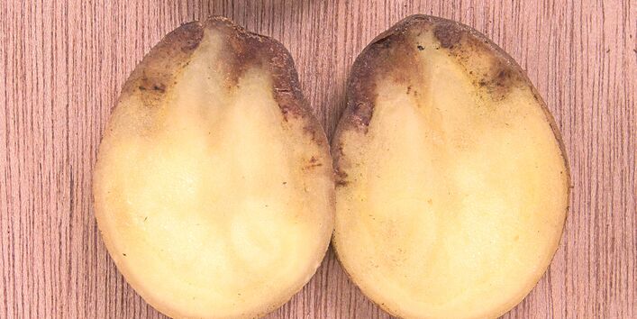 Kartoffeln mit Symptomen der Kraut- und Knollenfäule