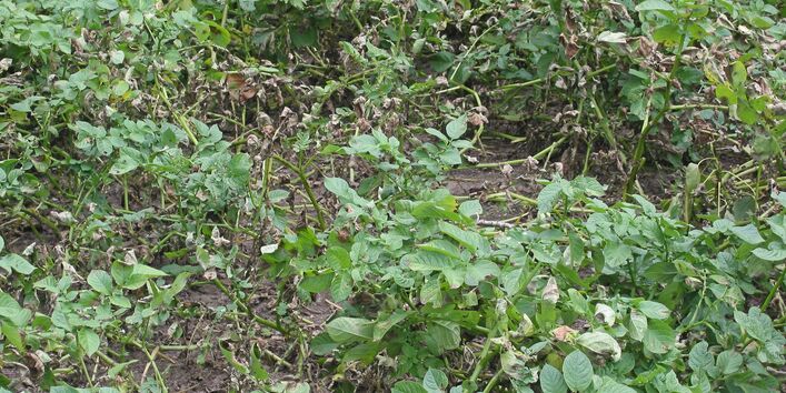 Kartoffelpflanzen mit Welkeerscheinungen durch die Kraut- und Knollenfäule.