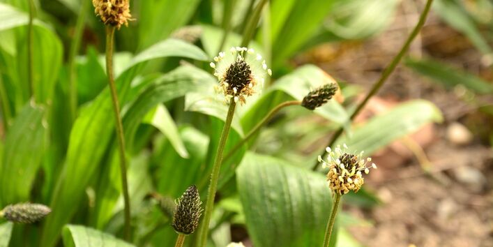 Wegerich-Arten (Plantago spp.)