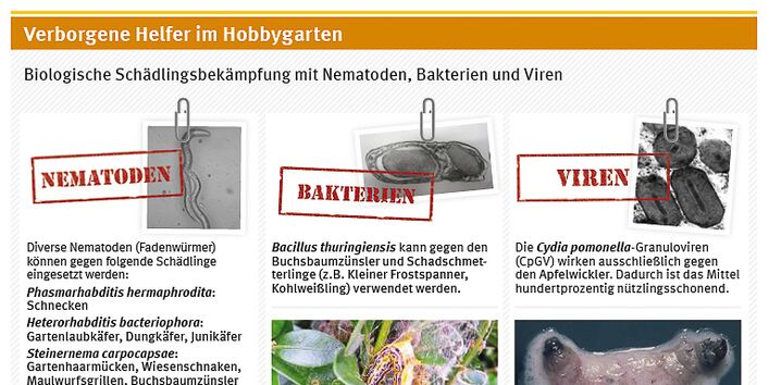 Biologische Schädlingsbekämpfung mit Nematoden, Bakterien und Viren