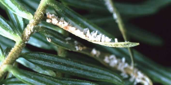 Mit Rost befallener Trieb einer Weißtanne.