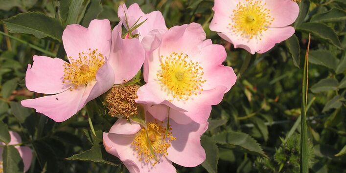 Hunds-Rose (Rosa canina)