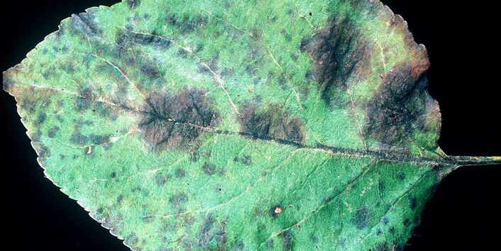 Blatt mit Apfelschorfbefall