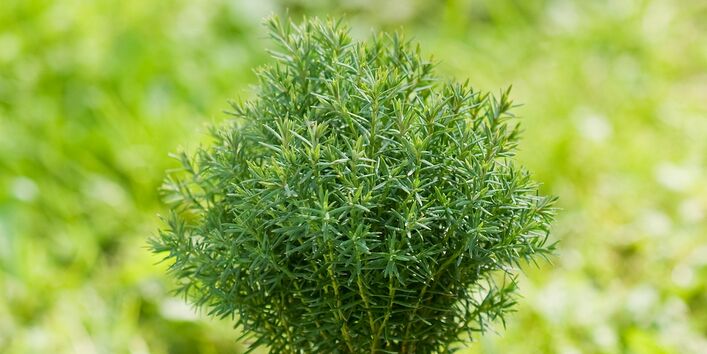 Lebensbaum (Thuja occidentalis) 'Teddy'