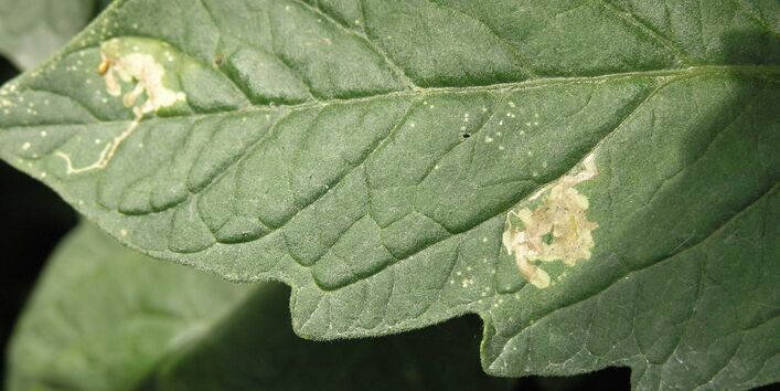 Tomatenblatt mit Fraßgängen der Tomatenminiermotte