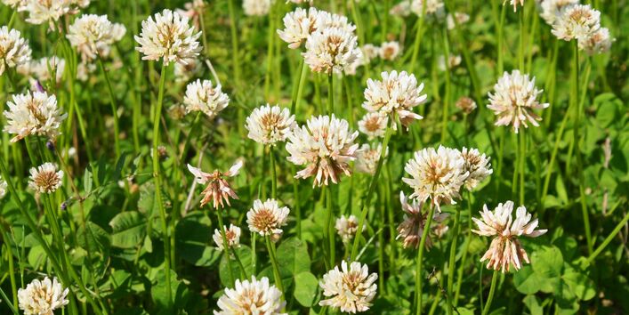 Weiß-Klee (Trifolium repens)