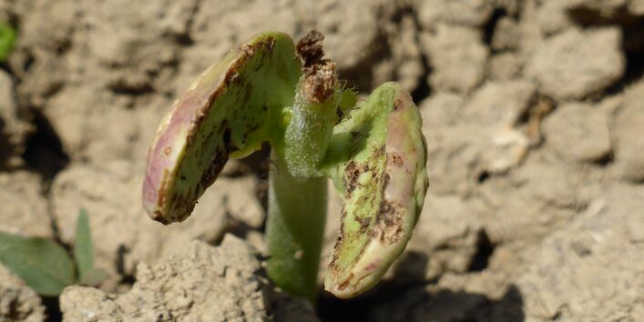 Wurzelfliegenlarven fressen an den Wurzeln und Blättern von Keimlingen