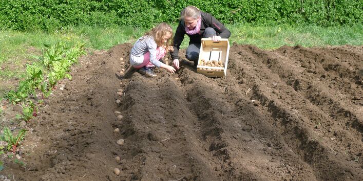 Zwei Personen setzen Kartoffeln in den vorbereiteten Kartoffelacker.