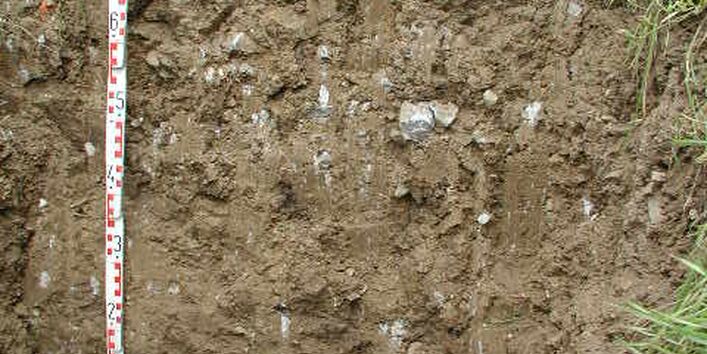 Das Bodenprofil am Standort Vogelsburg, Typ Muschelkalk (vorwiegend Kalkstein z.T. dolomitisch)steinkeuper (vorwiegend Sandstein)