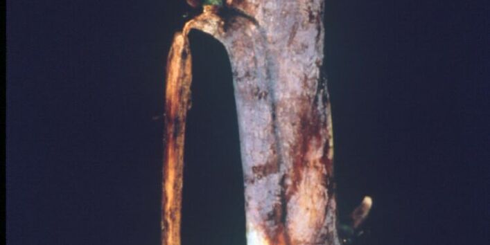 Himbeerrute mit blauvioletten Rindenflecken 