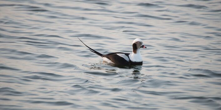 Eine Eisente schwimmt auf dem Wasser.