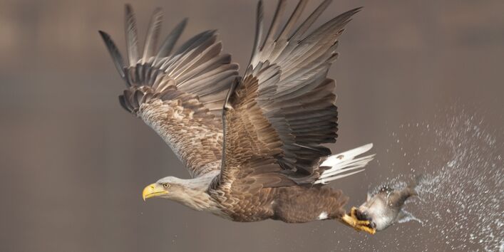 fliegender Seeadler mit einem Fisch in den Krallen