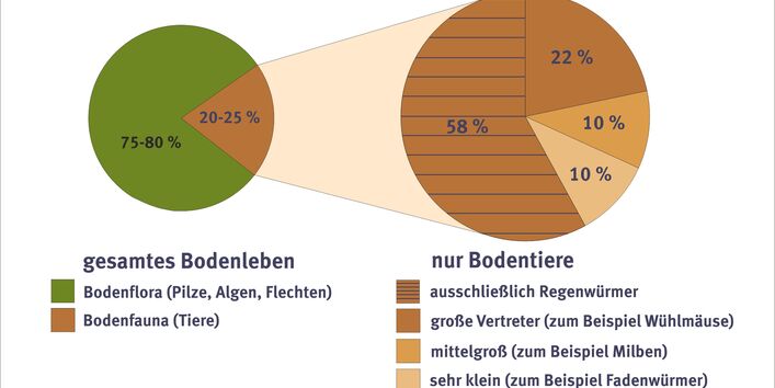 Chart showing the allocation of soil creatures.