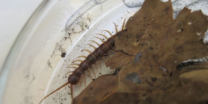 Foto von einem Steinläufer.