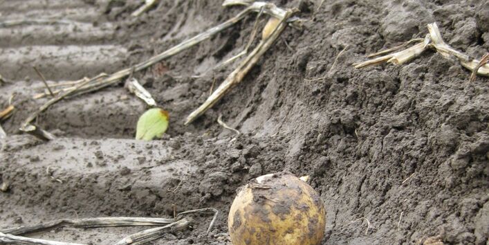 Photo of a tyre track after harvesting potatoes.