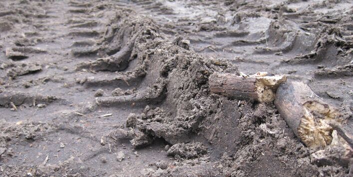 Photo of tyre track in the forest.